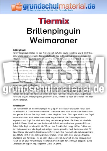 Brillenpinguin - Weimaraner.pdf